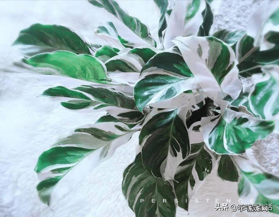 养春羽有什么好处 家里摆放春羽风水好吗