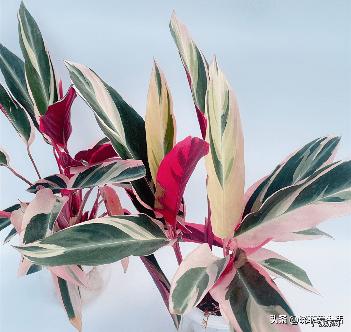 养春羽有什么好处 家里摆放春羽风水好吗