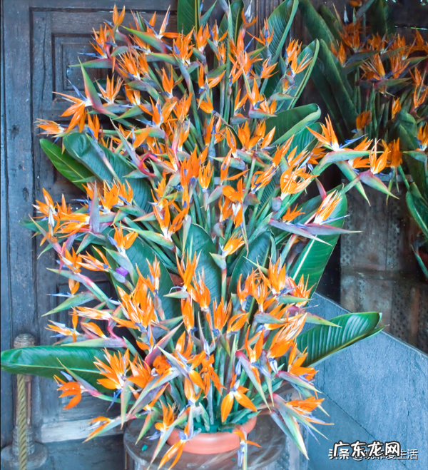 养春羽有什么好处 家里摆放春羽风水好吗