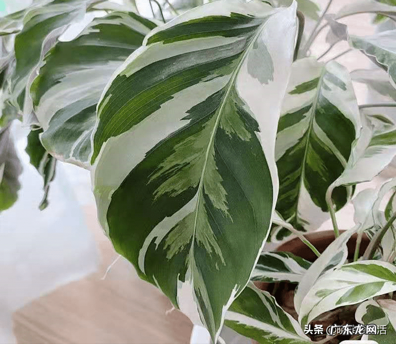 养春羽有什么好处 家里摆放春羽风水好吗