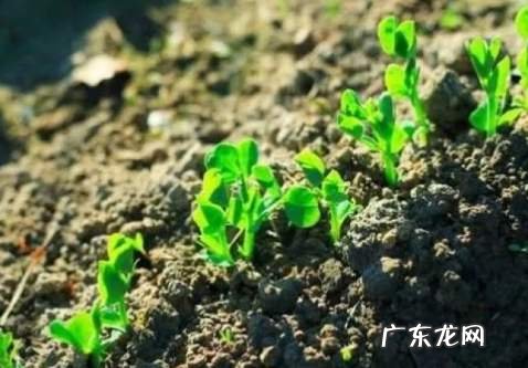 十大风水名画 大明山风水传说