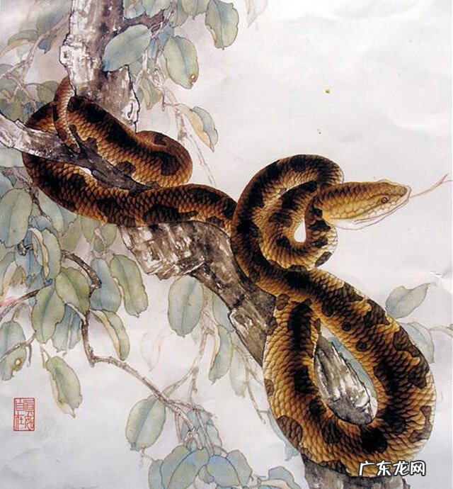 墓地里有蛇是好还是不好 墓地有蛇好吗