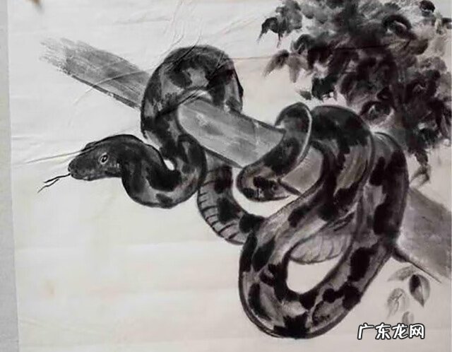 墓地里有蛇是好还是不好 墓地有蛇好吗