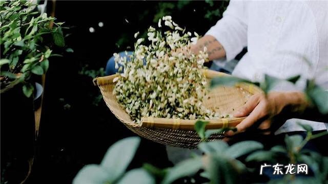 炒槐花和槐花功效一样吗 炒槐花的作用和功效