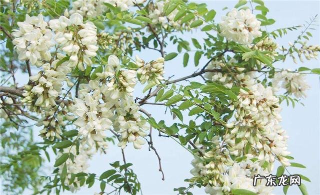 炒槐花和槐花功效一样吗 炒槐花的作用和功效