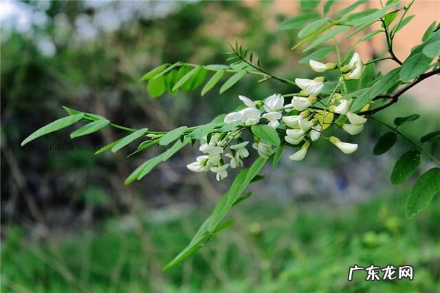 炒槐花和槐花功效一样吗 炒槐花的作用和功效