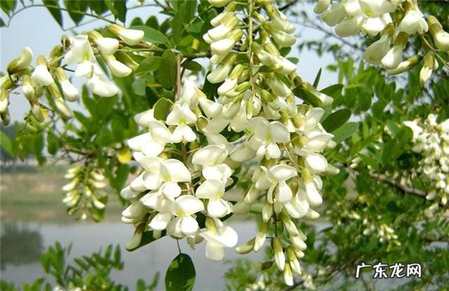 炒槐花和槐花功效一样吗 炒槐花的作用和功效