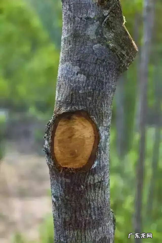 檀香木做家具好还是檀木好 檀香木做家具,风水好不好