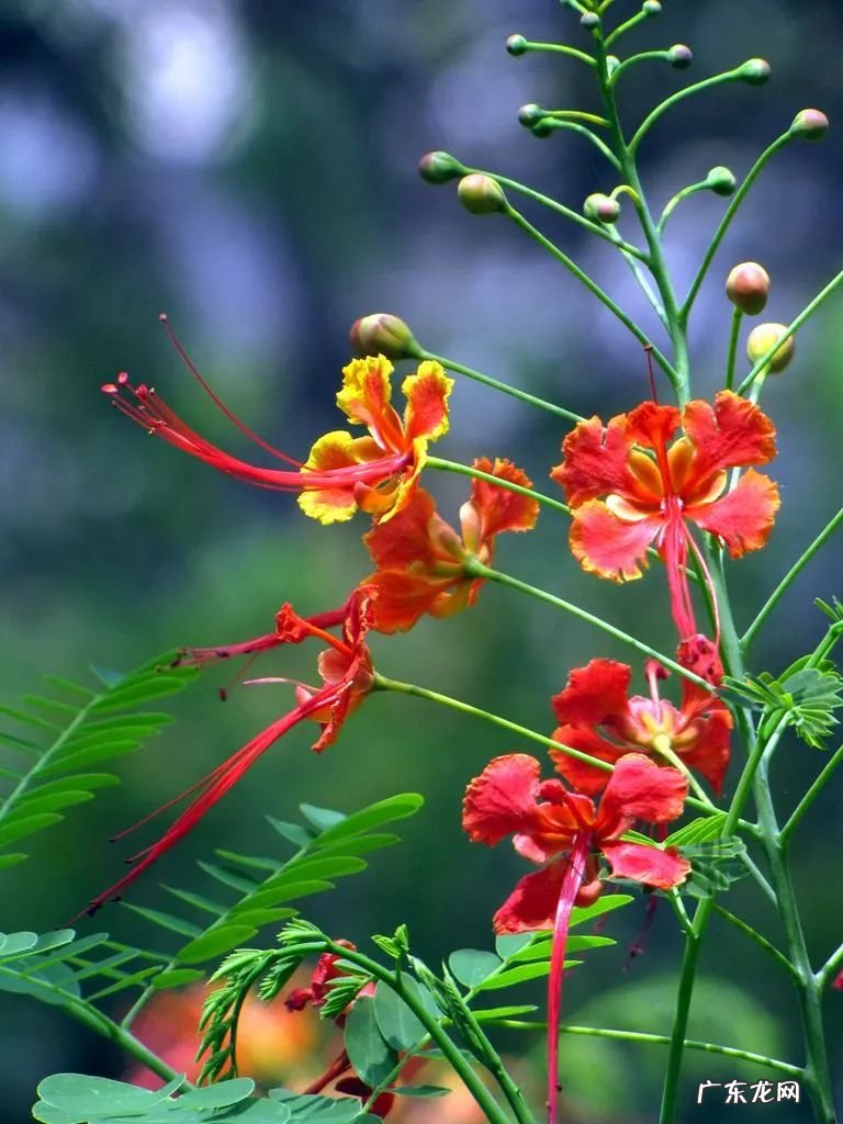 檀香木做家具好还是檀木好 檀香木做家具,风水好不好