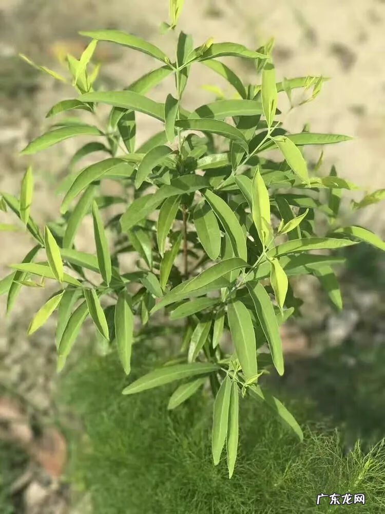 檀香木做家具好还是檀木好 檀香木做家具,风水好不好