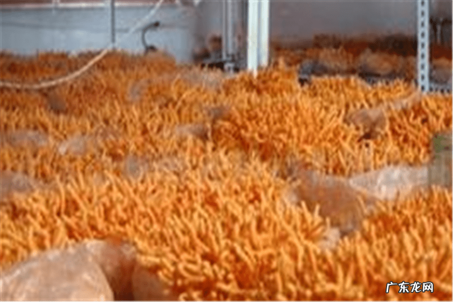 养殖业风水知识 风水养殖冬虫