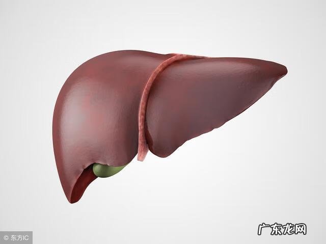 肝功能谷丙转氨酶偏高怎么调理 肝功能谷丙转氨酶高了一点