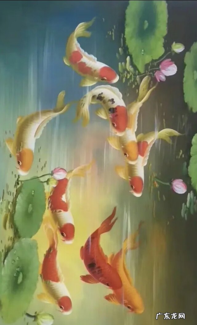 风水鱼有哪些品种 壁纸风水鱼数量