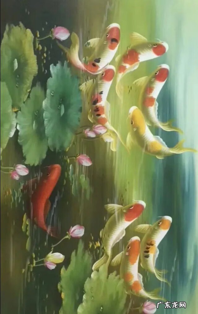 风水鱼有哪些品种 壁纸风水鱼数量