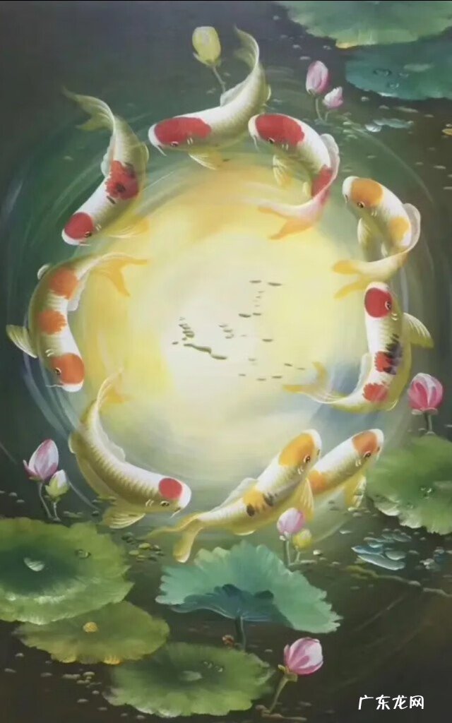 风水鱼有哪些品种 壁纸风水鱼数量