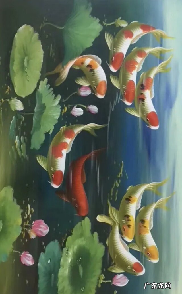 风水鱼有哪些品种 壁纸风水鱼数量