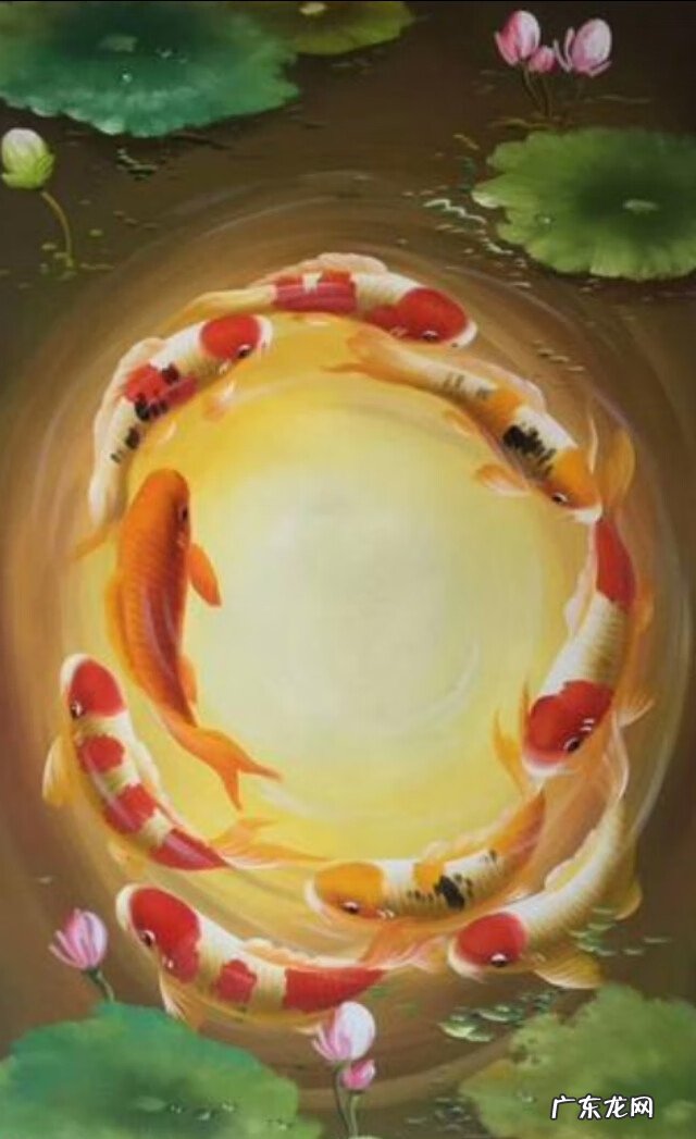 风水鱼有哪些品种 壁纸风水鱼数量