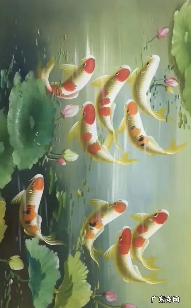 风水鱼有哪些品种 壁纸风水鱼数量