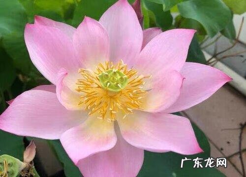 风水中的莲花地代表什么 莲花的风水寓意