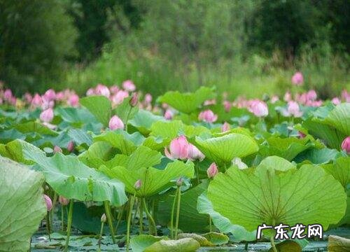 风水中的莲花地代表什么 莲花的风水寓意