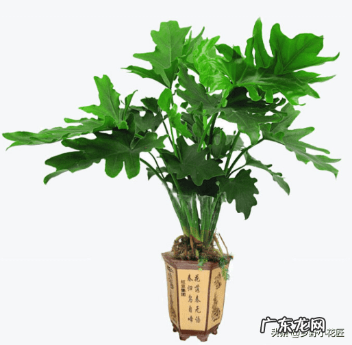 春羽开花图片 春羽的寓意与风水