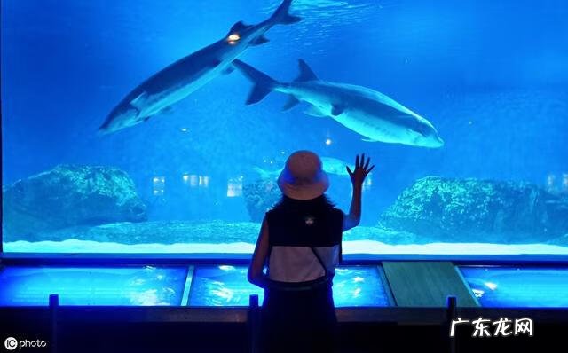 鲨鱼是鱼类还是哺乳动物 鲨鱼属于鱼类?