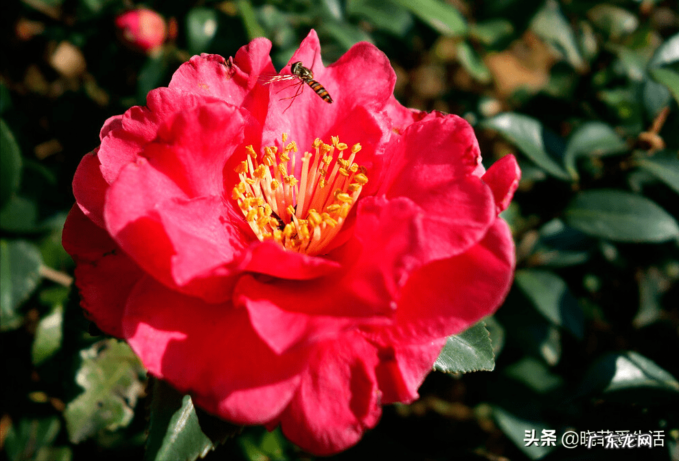 赏红叶人像作品 红叶树风水