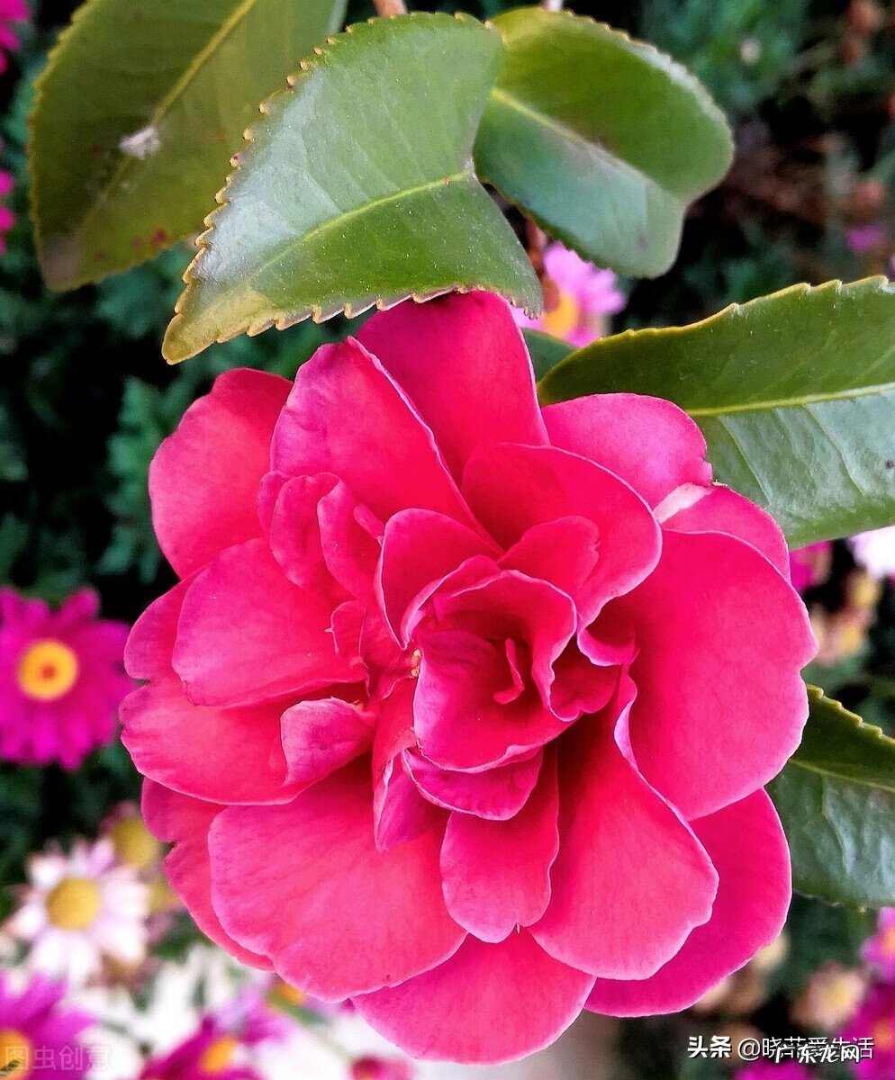 赏红叶人像作品 红叶树风水