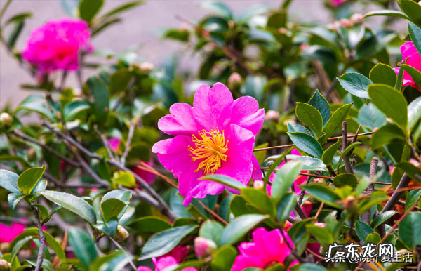 赏红叶人像作品 红叶树风水