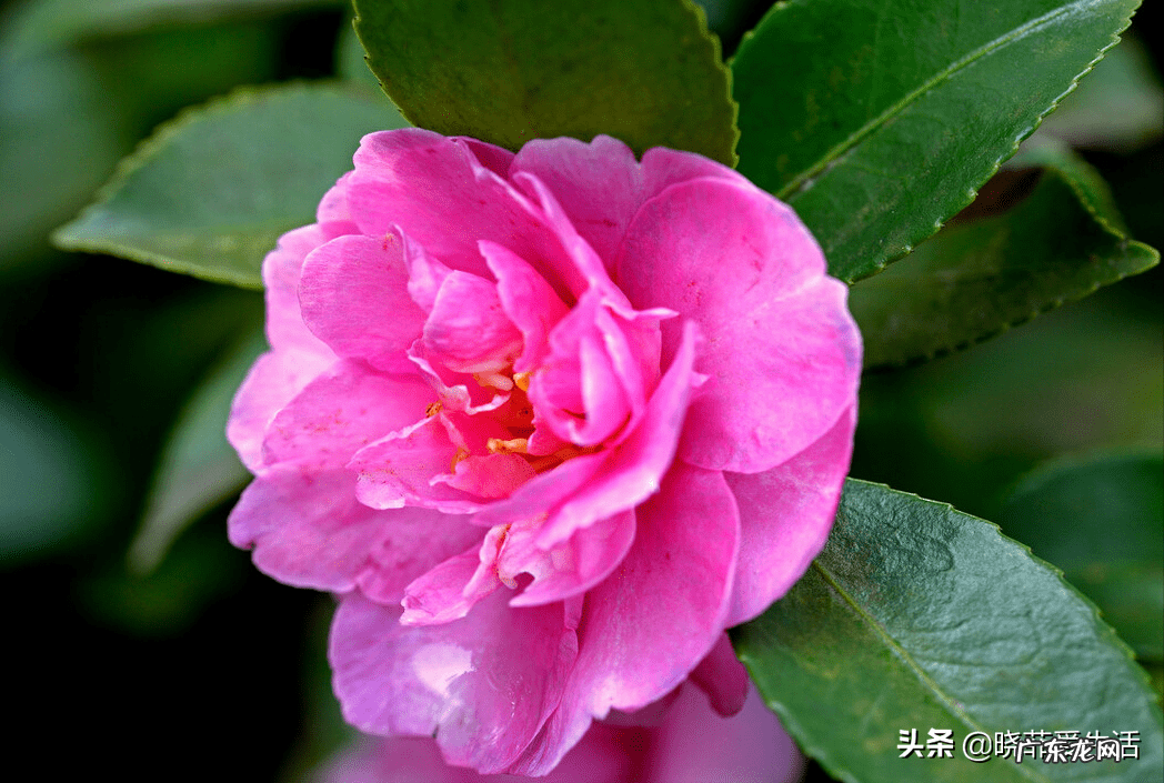 赏红叶人像作品 红叶树风水