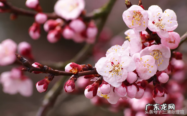风水求姻缘 怎样求好的姻缘风水