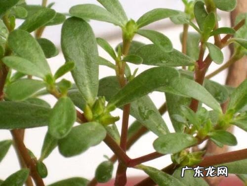 马齿苋对身体有什么好处 马齿苋的功效与作用