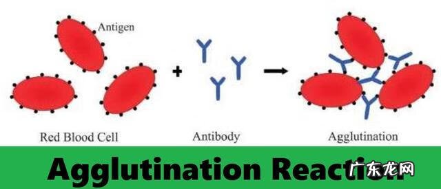 什么血能给ab型血输血 ab血型输血原则