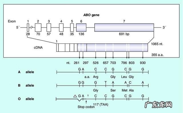 什么血能给ab型血输血 ab血型输血原则