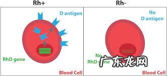 什么血能给ab型血输血 ab血型输血原则