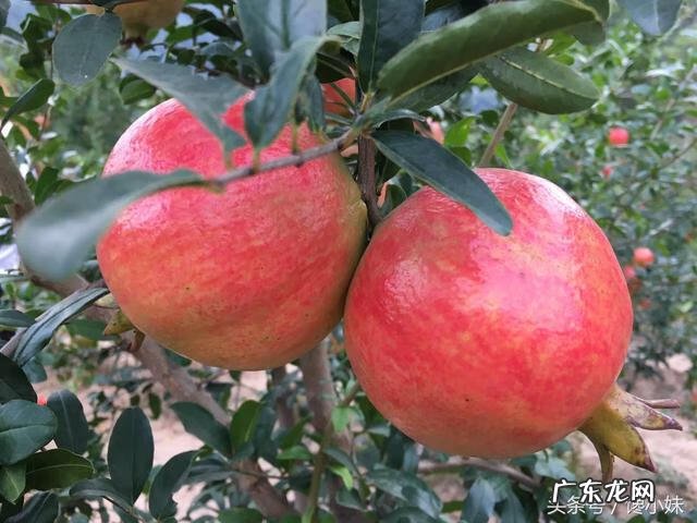 石榴皮煮水有什么功效 石榴皮煮水的6个功效石