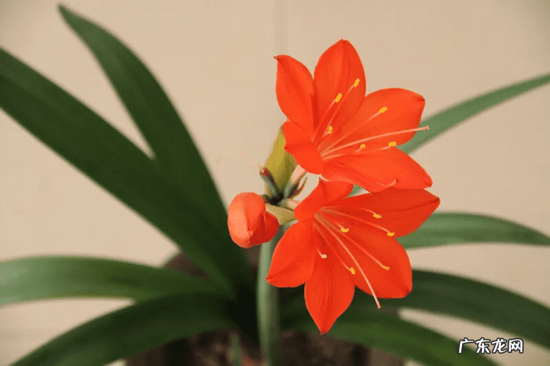 君子兰花语及寓意 君子兰寓意及风水