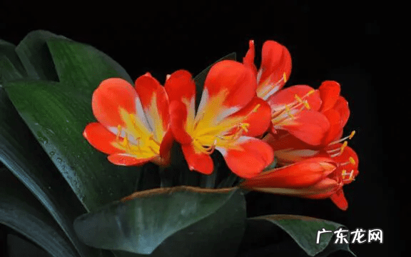 君子兰花语及寓意 君子兰寓意及风水