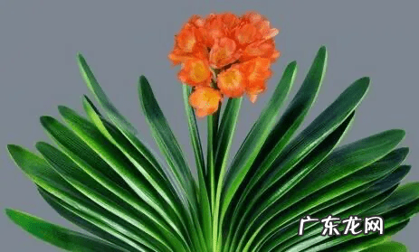 君子兰花语及寓意 君子兰寓意及风水