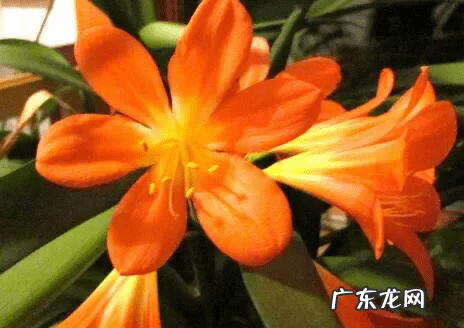 君子兰花语及寓意 君子兰寓意及风水