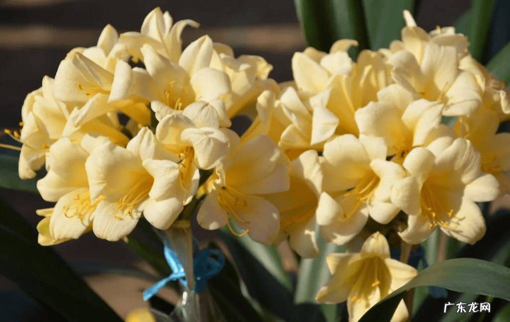 君子兰花语及寓意 君子兰寓意及风水