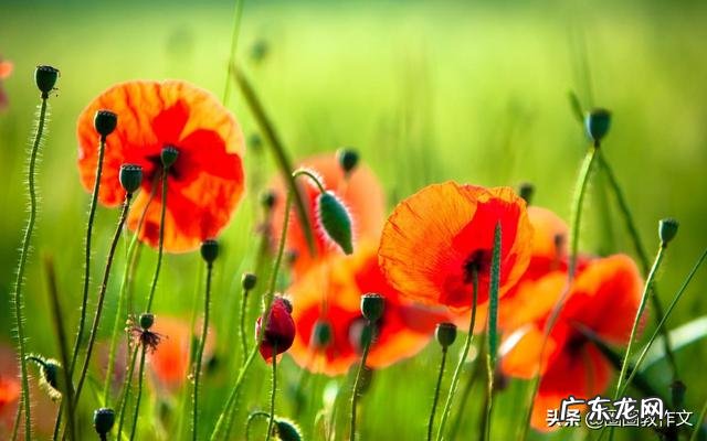 用夏天写一个作文 描写夏天的作文开头唯美