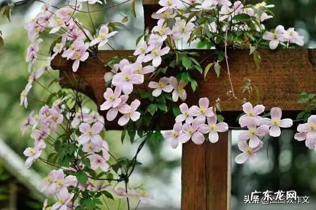 用夏天写一个作文 描写夏天的作文开头唯美