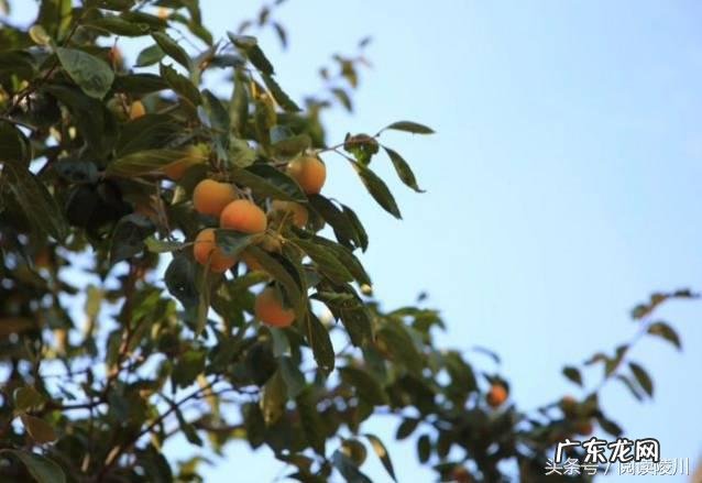 山西风水协会副会长 山西省陵川县风水