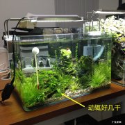 鱼缸要不要放小石子 鱼缸里放小石子