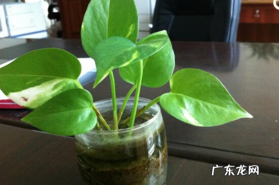 绿萝爬藤风水怎么说 绿萝长藤蔓风水好吗