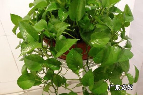 绿萝爬藤风水怎么说 绿萝长藤蔓风水好吗