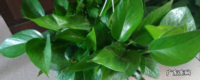 绿萝爬藤风水怎么说 绿萝长藤蔓风水好吗