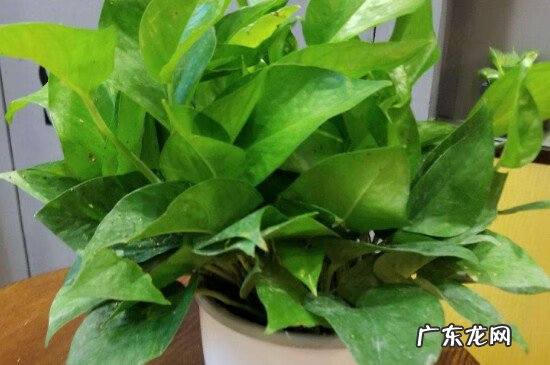 绿萝爬藤风水怎么说 绿萝长藤蔓风水好吗