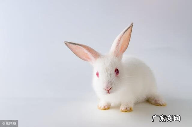 养家兔怎么养啊 宠物兔子怎么养?